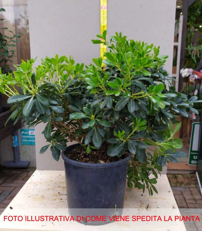 PITTOSPORUM PITTOSPORO NANUM VASO 19CM