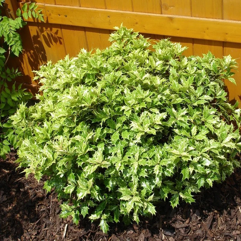 OSMANTHUS TRICOLOR IN VASO 17CM