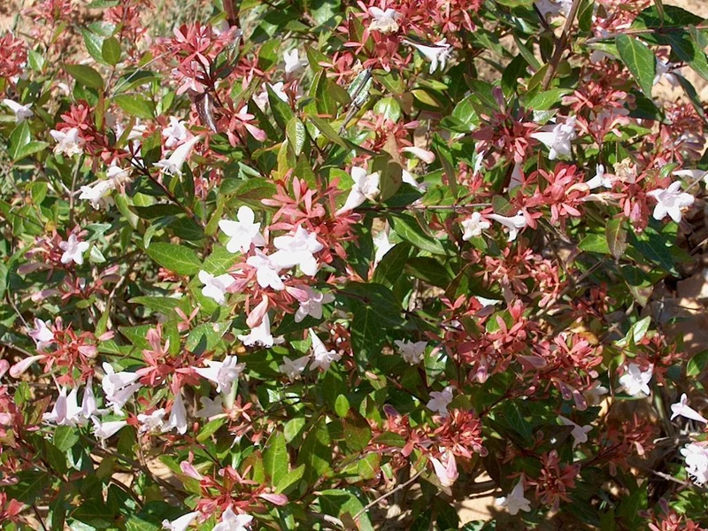 ABELIA GRANDIFLORA VASO 17CM