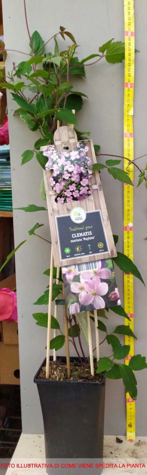CLEMATIDE MONTANA MAYLEEN VASO 16CM