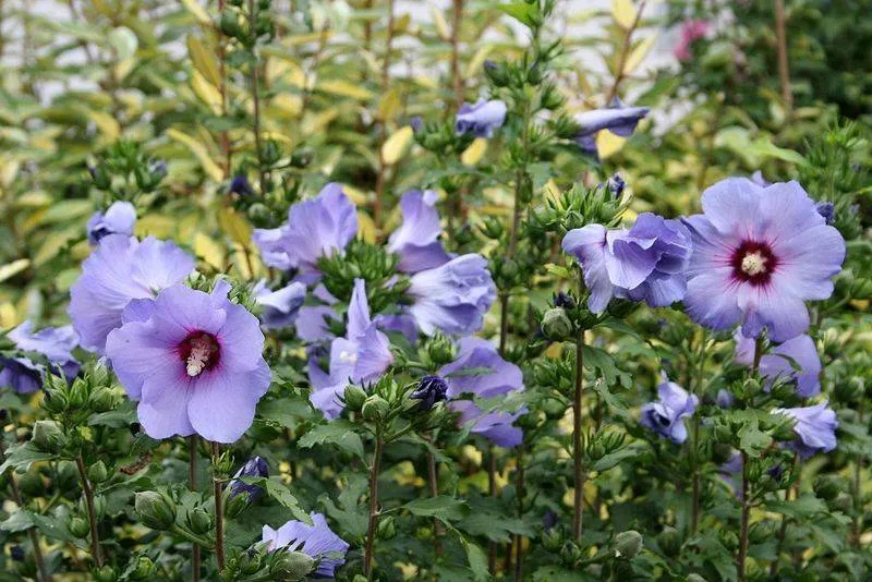HIBISCUS IBISCO SYRIACUS OISEAU BLEU IN VASO 19CM