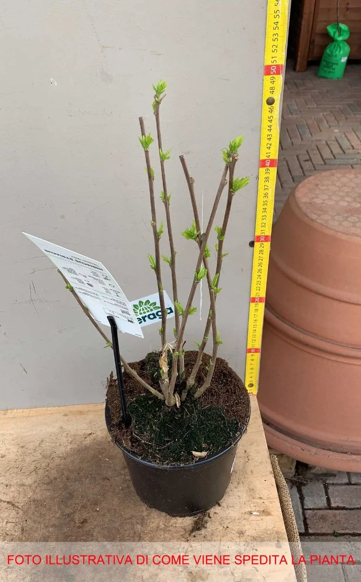 HIBISCUS IBISCO SYRIACUS OISEAU BLEU IN VASO 19CM