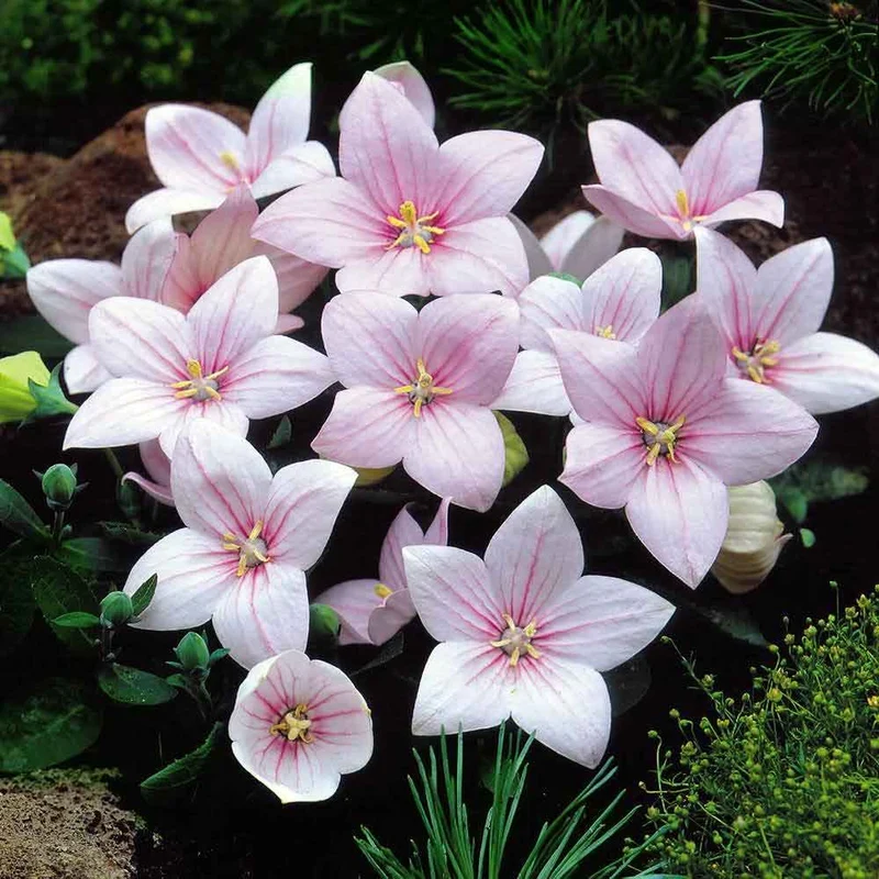 PLATYCODON ROSA CAMPANULA VASO 12CM