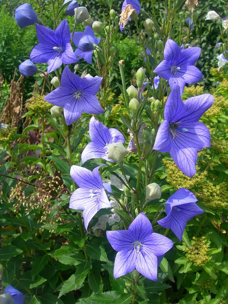 PLATYCODON BLU CAMPANULA VASO 13CM