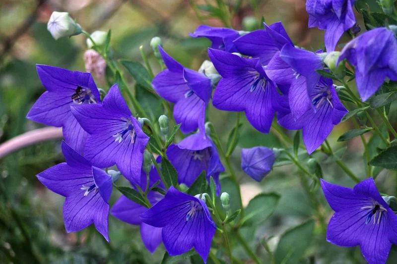 PLATYCODON BLU CAMPANULA VASO 13CM