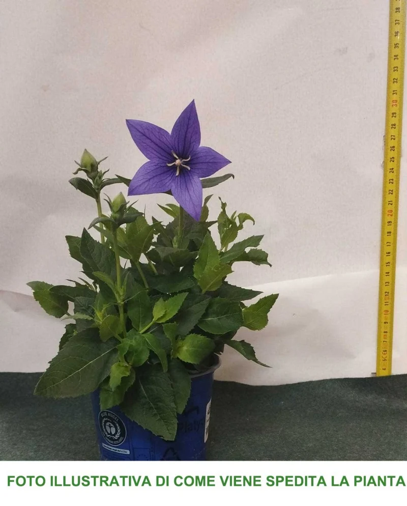 PLATYCODON BLU CAMPANULA VASO 13CM