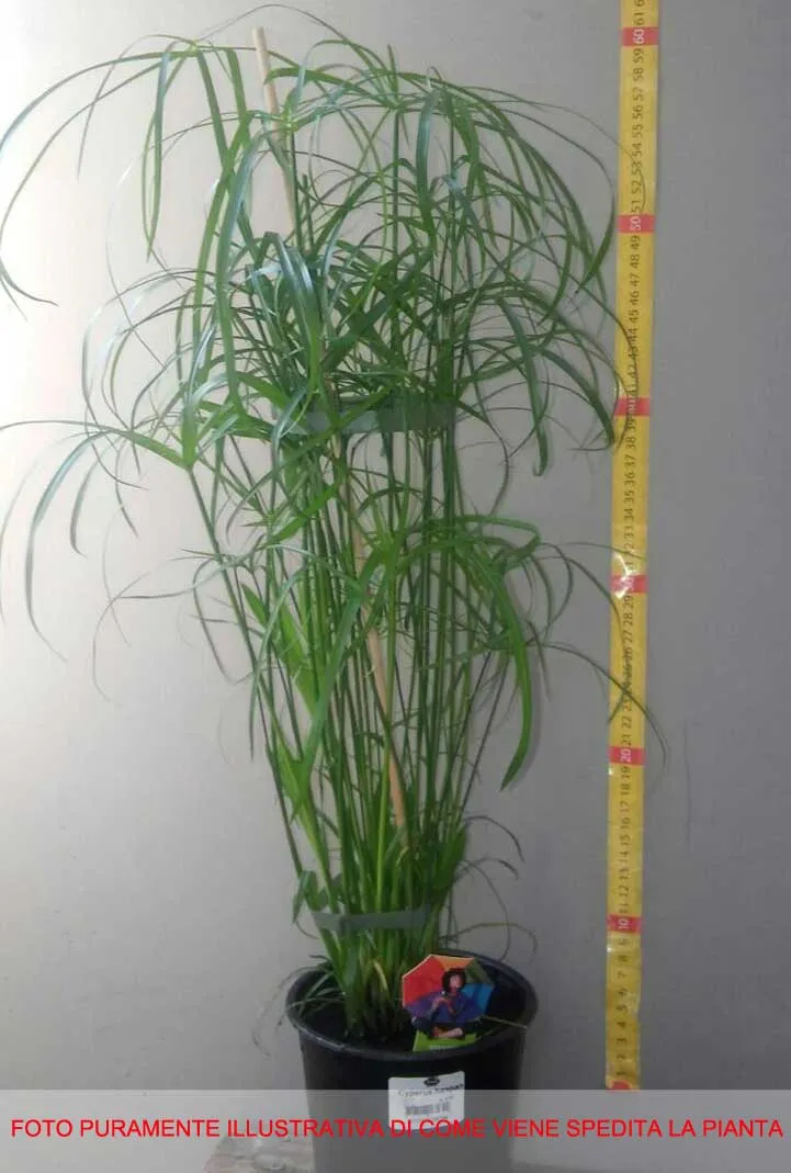 CYPERUS HASPAN PAPIRO IN VASO 12CM
