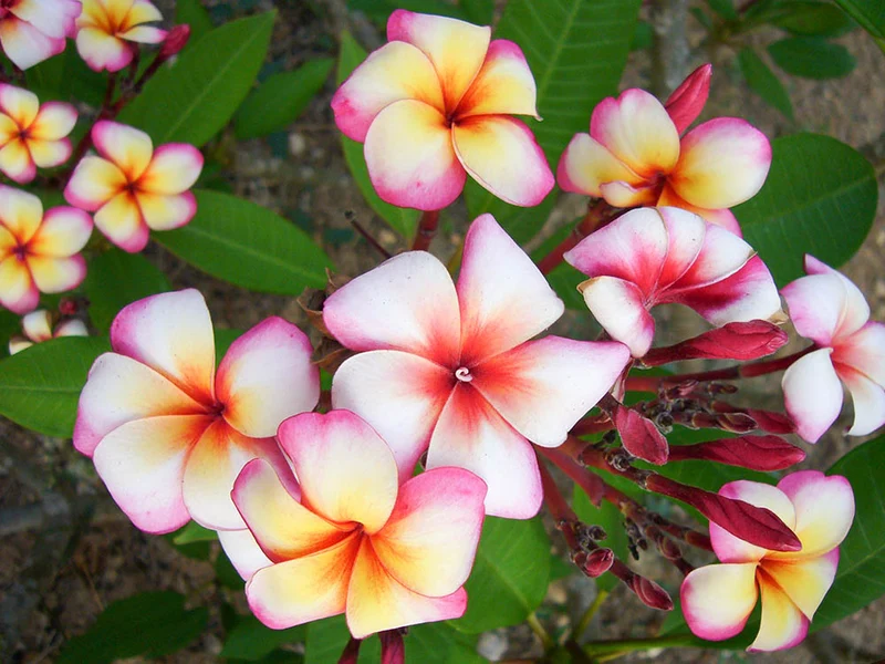PLUMERIA POMELIA THUMBALINA IN VASO 18CM