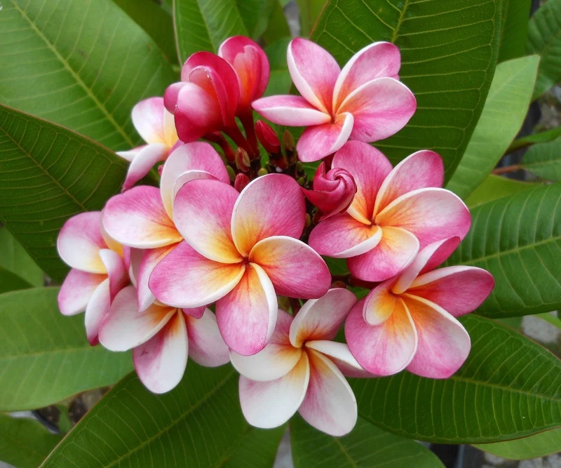 PLUMERIA POMELIA DIVINE IN VASO 18CM