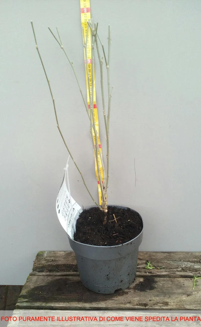 IBISCO SYRIACUS ARDENS IN VASO 19CM