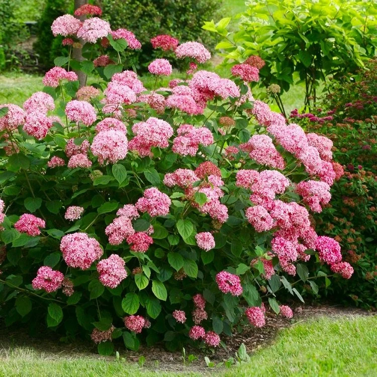 ORTENSIA HYDRANGEA ARBORESCENS SWEET ANNABELLE VASO 18CM