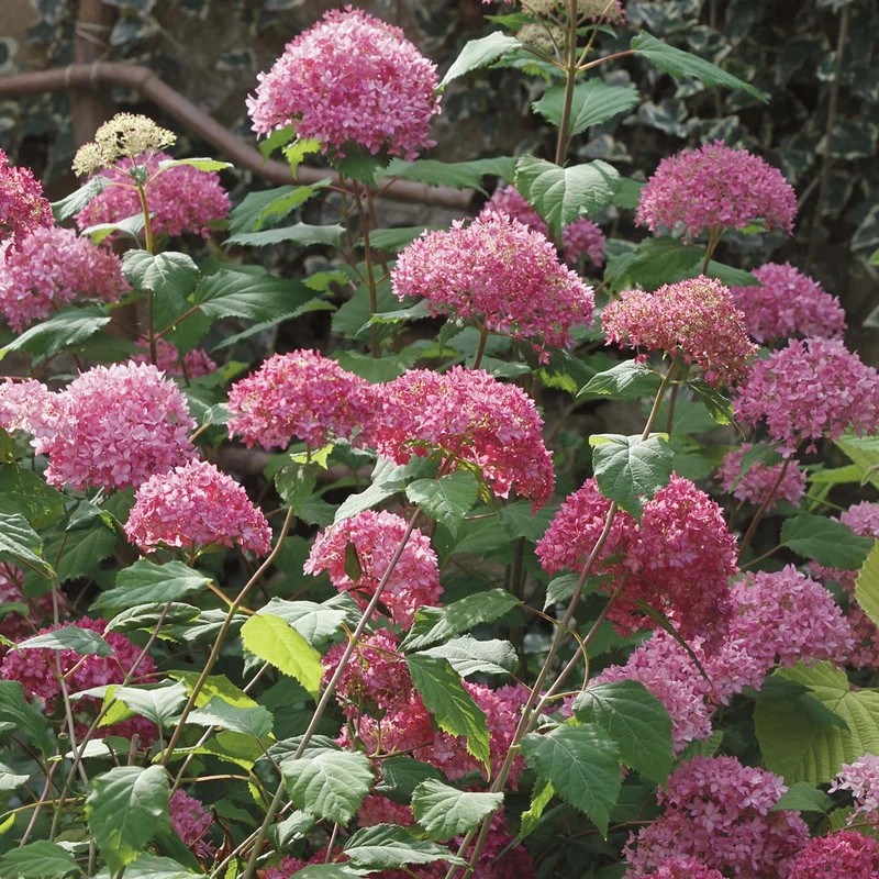 ORTENSIA HYDRANGEA ARBORESCENS SWEET ANNABELLE VASO 18CM
