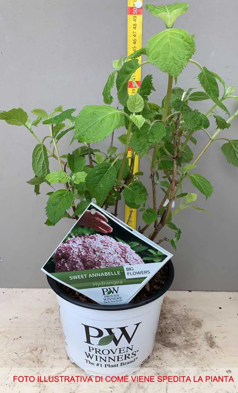 ORTENSIA HYDRANGEA ARBORESCENS SWEET ANNABELLE VASO 18CM