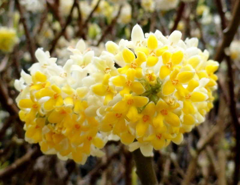 EDGEWORTHIA VASO 20CM