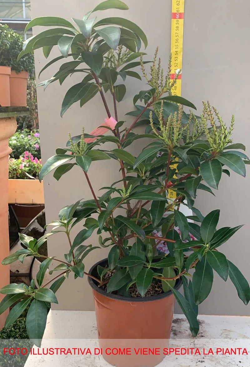 KALMIA LATIFOLIA TAD IN VASO 19CM