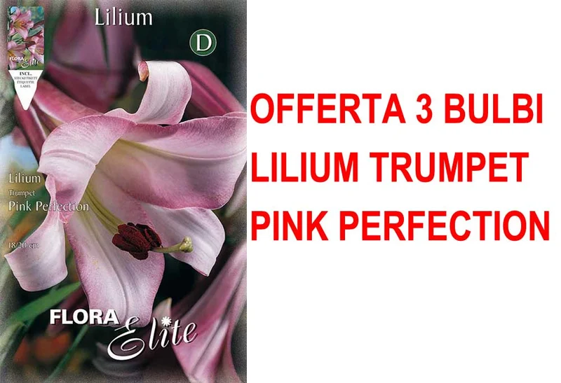 OFFERTA 3 BULBI LILIUM TRUMPET PINK PERFECTION