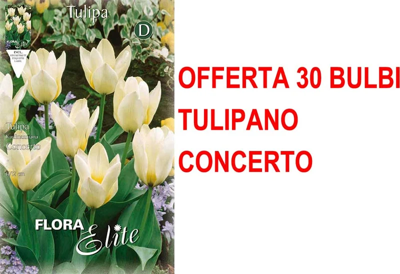 OFFERTA 30 BULBI TULIPANO KAUFMANNIANA CONCERTO