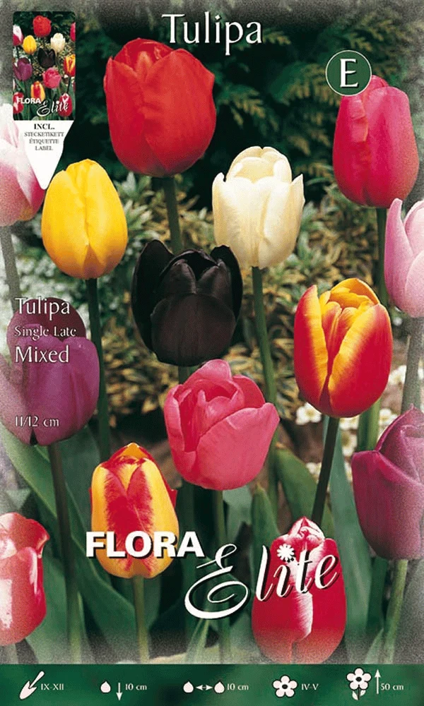 TULIPANO SINGLE LATE MIX DI COLORI (CONFEZIONE DA 7 BULBI)