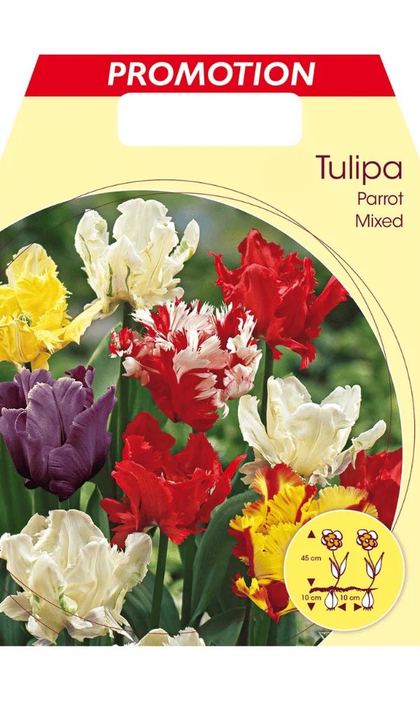 TULIPANO PARROT MIX DI COLORI (CONFEZIONE DA 20 BULBI)