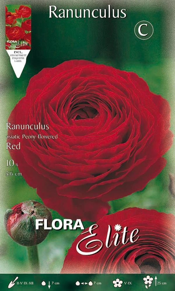 RANUNCOLO ASIATIC ROSSO (CONFEZIONE DA 10 BULBI)