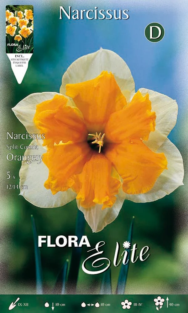 NARCISO SPLIT CORONA ORANGERY (CONFEZIONE DA 5 BULBI)