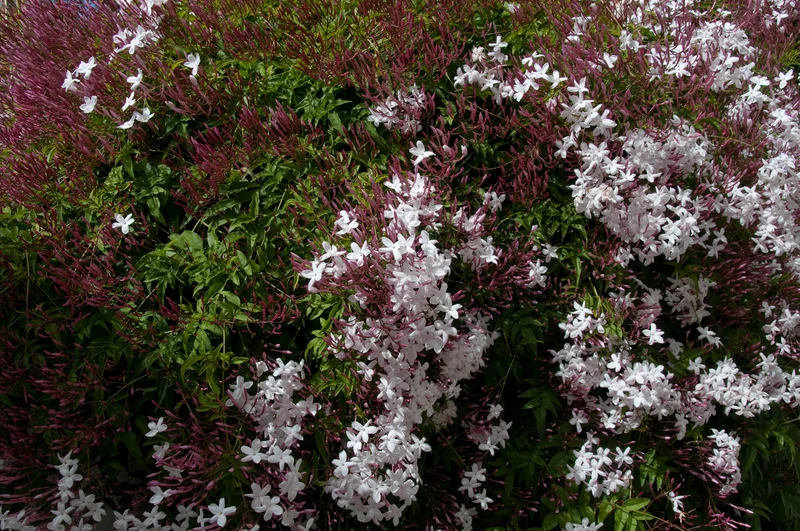 JASMINUM POLYANTHUM GELSOMINO MARZOLINO VASO 17CM
