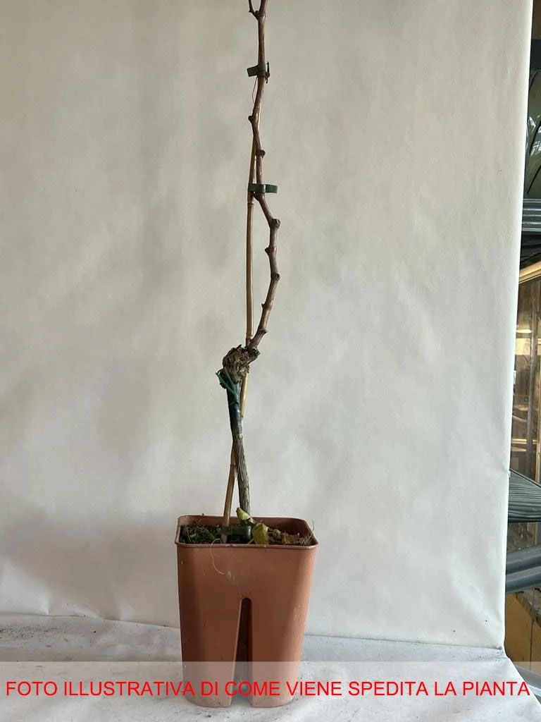 UVA MOSCATO GIALLO VASO 18CM
