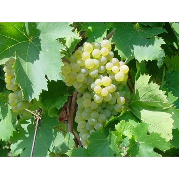 UVA FRAGOLA BIANCA IN VASO 18CM