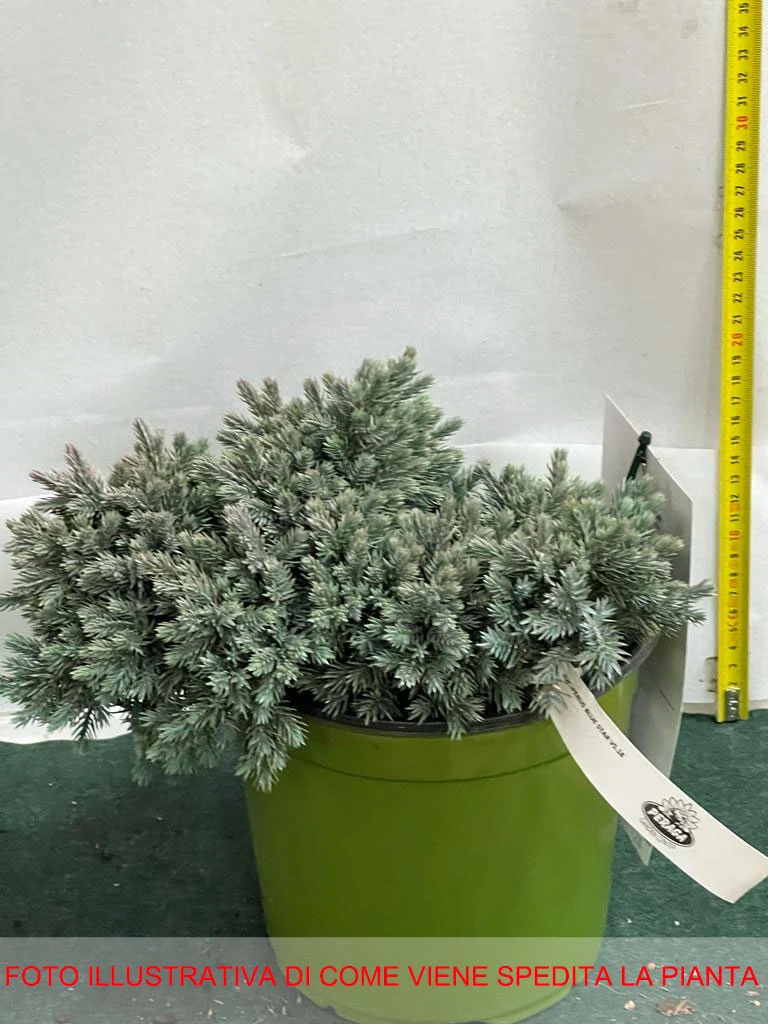 JUNIPERUS GINEPRO SQUAMATA BLUE STAR IN VASO 18CM