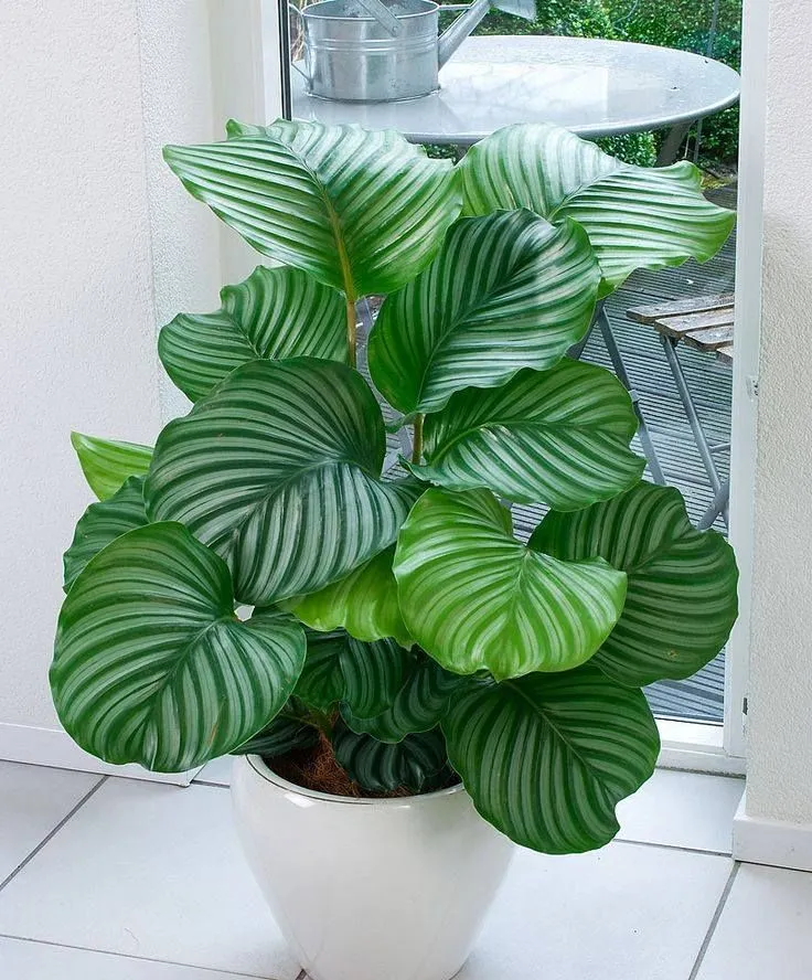 CALATHEA ORBIFOLIA IN VASO 19CM
