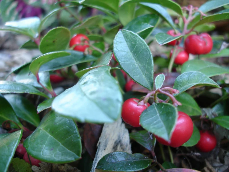 GAULTHERIA PROCUMBENS TE' DEL CANADA VASO IN VETRO 14CM