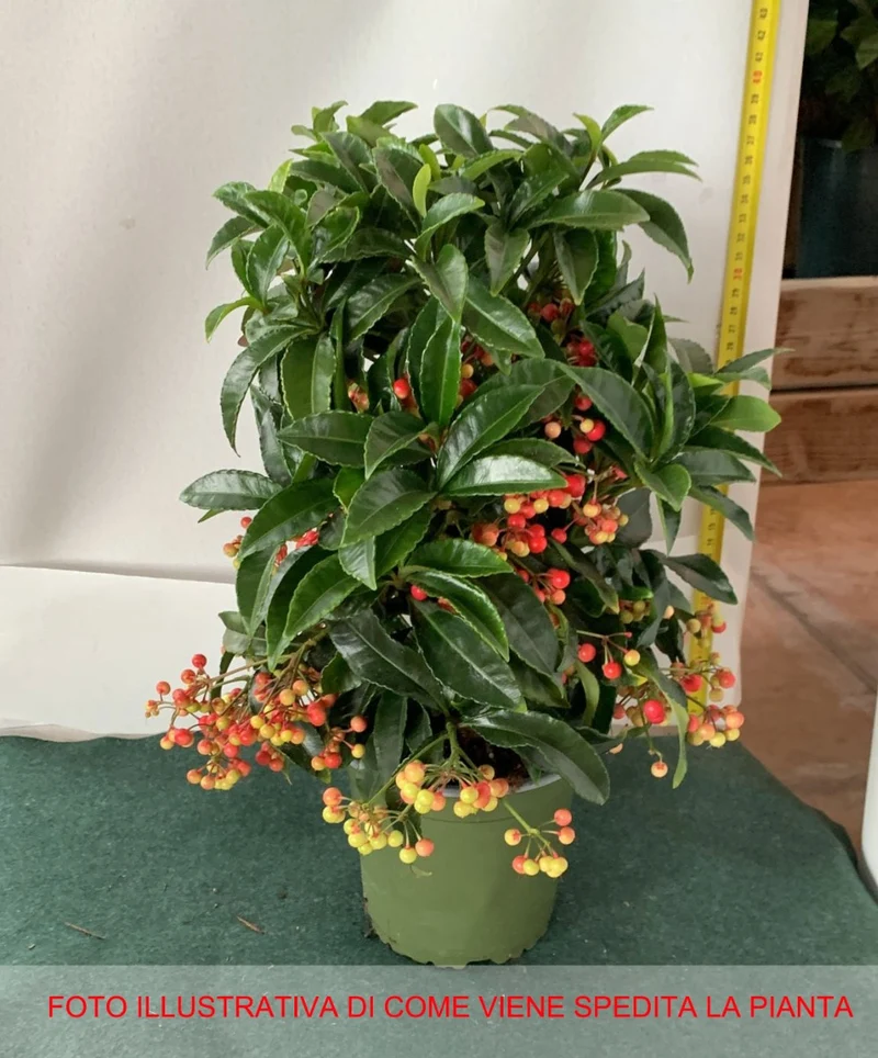 ARDISIA CRENATA BOSPREMIUM VASO 14CM