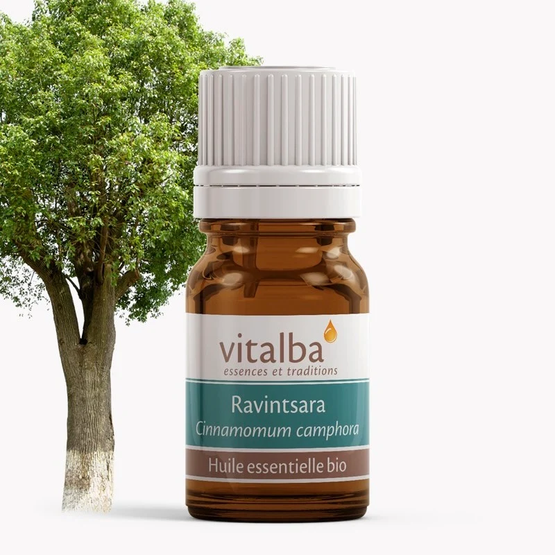 Ravintsara huile essentielle Bio - Vitalba Corse 10ml