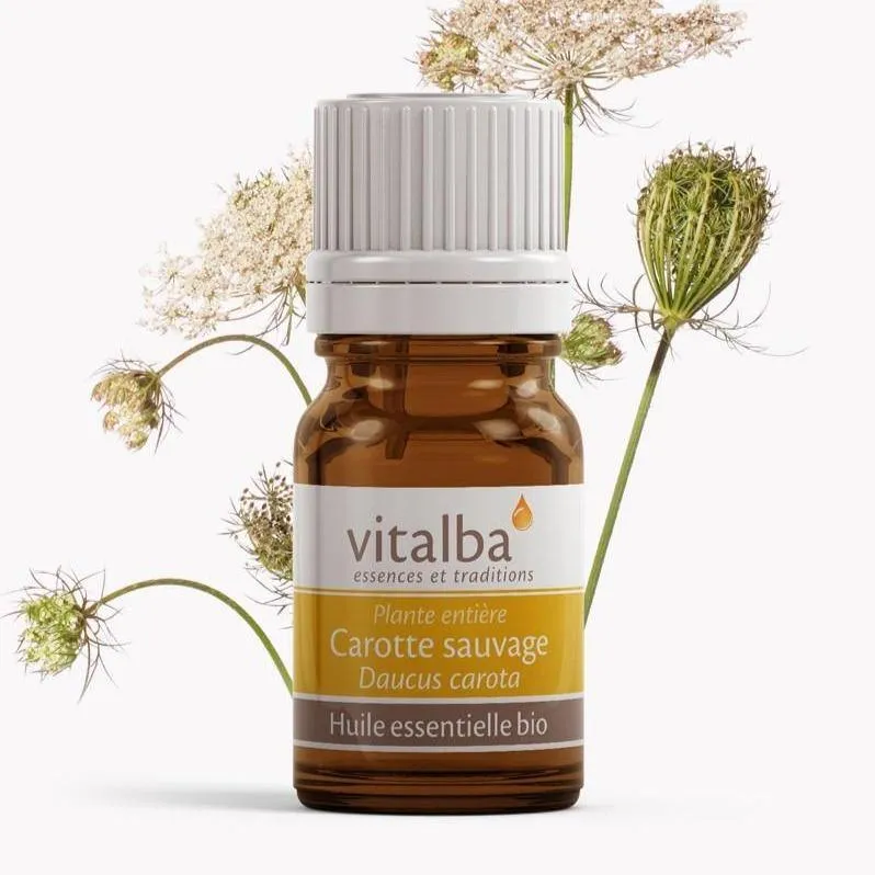 Carotte sauvage Corse huile essentielle Bio Vitalba