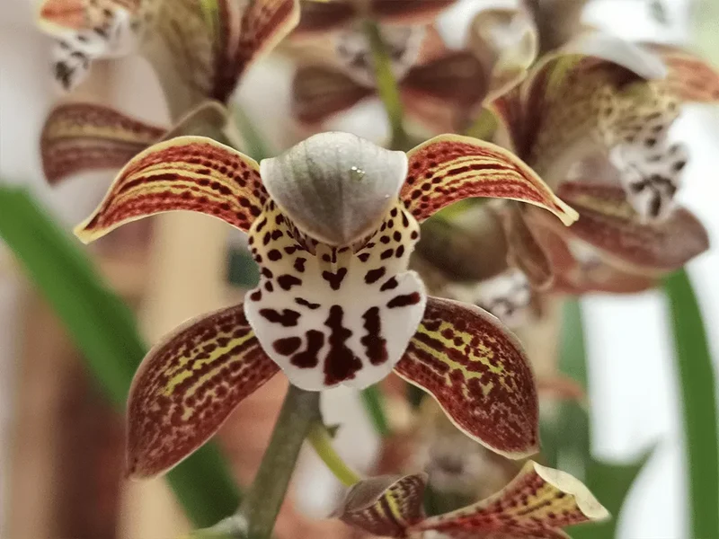 Cymbidium Magic Chocolate in Vaso da 14cm