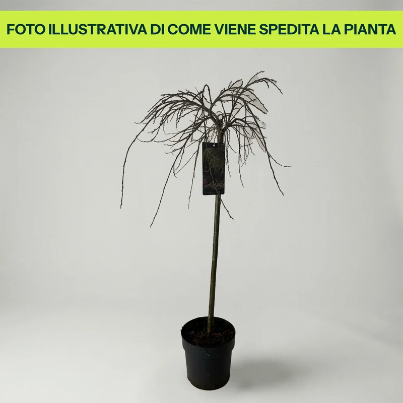 Salix Arbuscula in Vaso da 18cm
