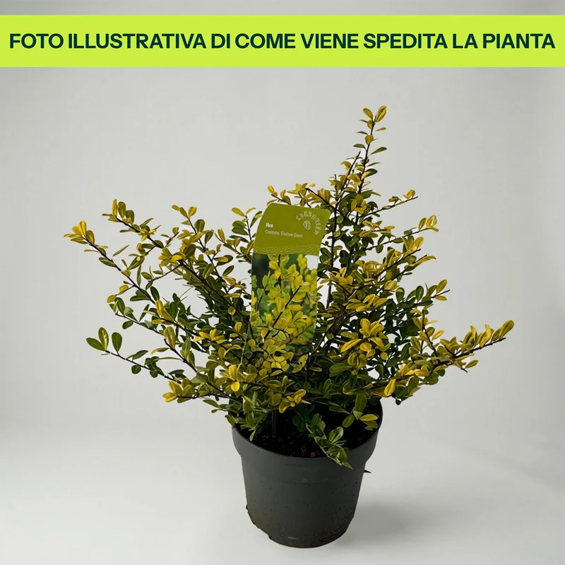 Ilex Crenata Golden Gem in Vaso da 17cm