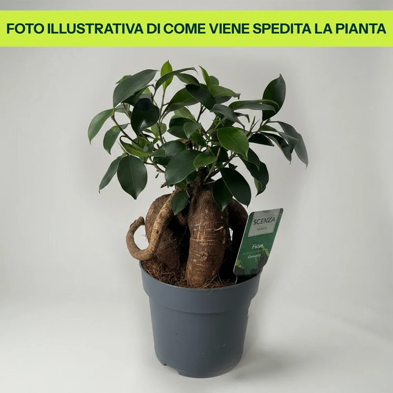 Ficus Microcarpa Ginseng in Vaso da 14cm