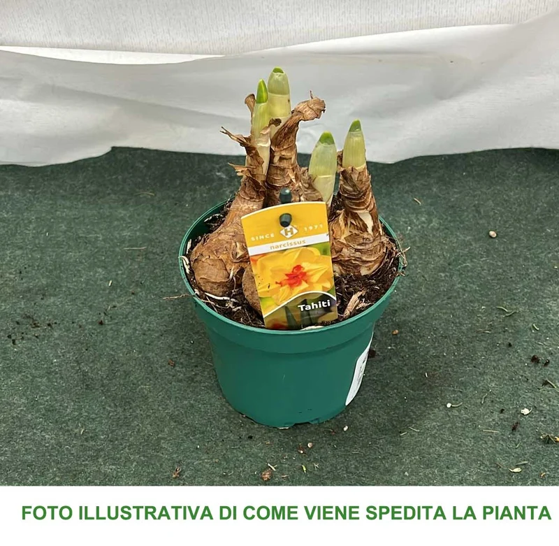 NARCISI TAHITI VASO 12CM