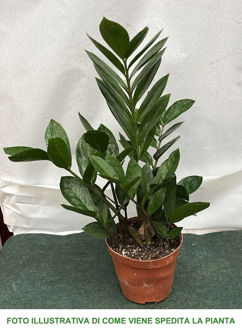 ZAMIOCULCAS IN VASO 12CM