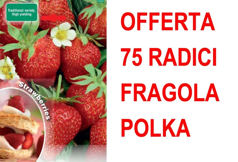 OFFERTA FRAGOLA POLKA 75 PIANTE A RADICE NUDA