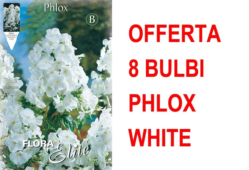 OFFERTA 8 BULBI PHLOX WHITE