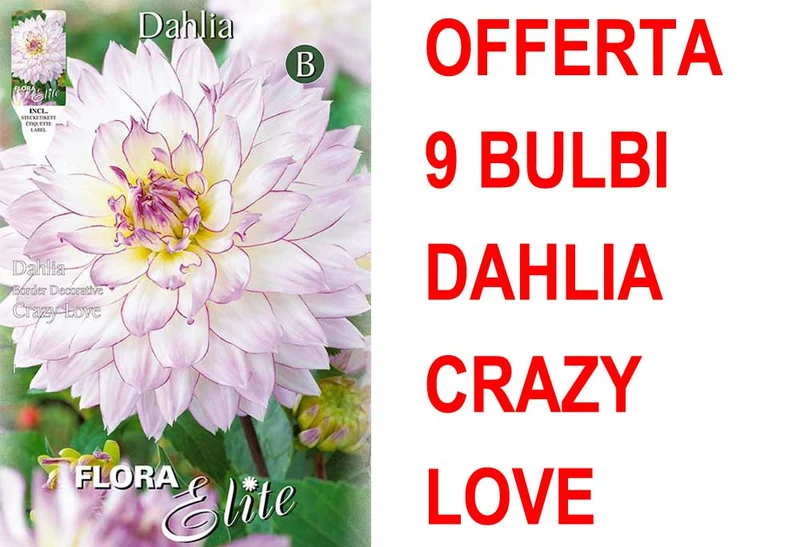 OFFERTA 9 BULBI DAHLIA DA BORDURA CRAZY LOVE