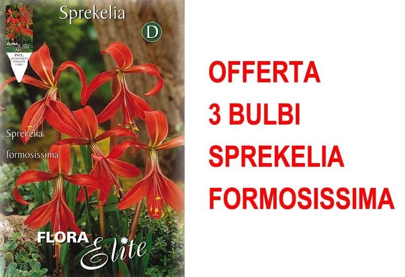 OFFERTA 3 BULBI SPREKELIA FORMOSISSIMA GIGLIO DEGLI ATZECHI