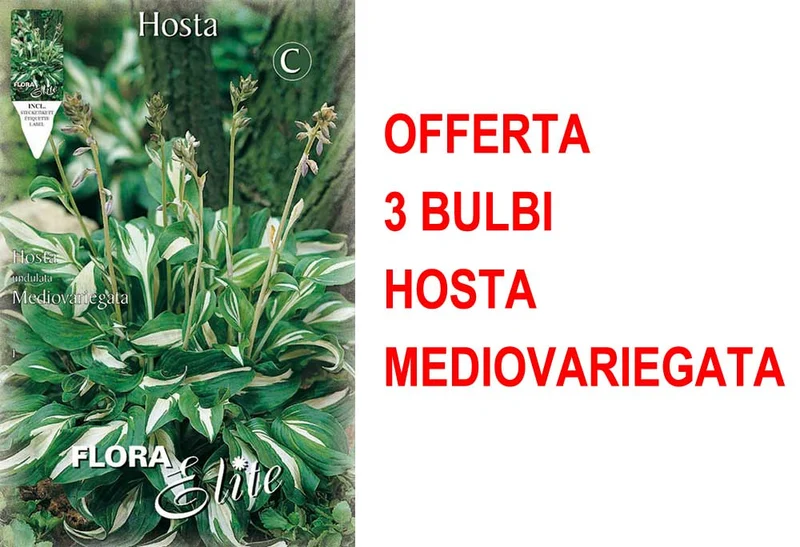 OFFERTA 3 BULBI HOSTA UNDULATA MEDIOVARIEGATA