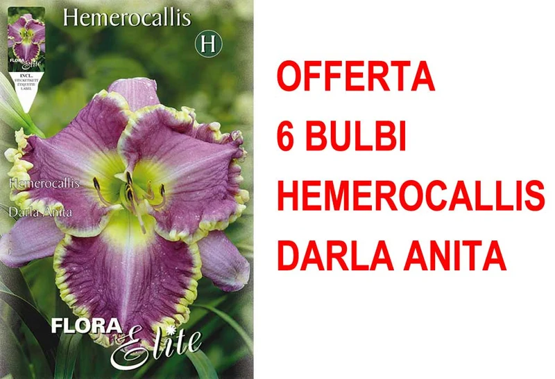 OFFERTA 6 BULBI HEMEROCALLIS DARLA ANITA