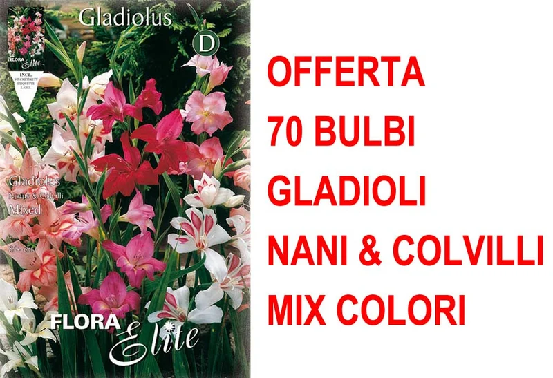OFFERTA 70 BULBI GLADIOLI NANI & COLVILLI IN MIX DI COLORI