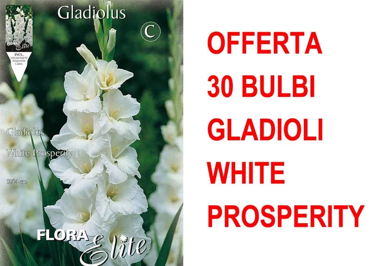 OFFERTA 30 BULBI GLADIOLI A FIORI GRANDI WHITE PROSPERITY