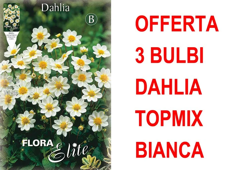 OFFERTA 3 BULBI DAHLIA TOPMIX BIANCA
