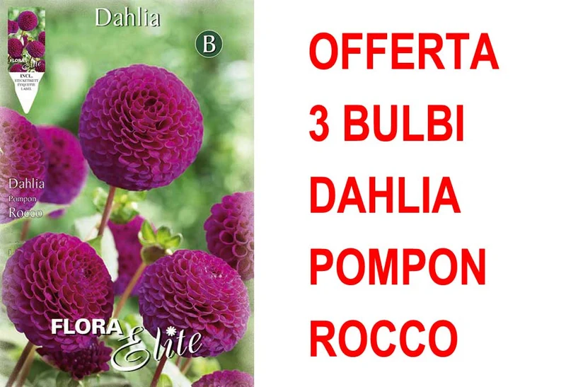 OFFERTA 3 BULBI DAHLIA POMPON ROCCO
